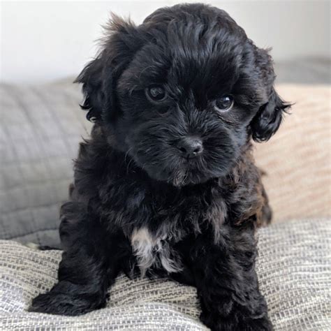 Join millions of people using oodle to find puppies for adoption, dog and puppy listings, and other pets adoption. Two Beautiful Shihpoo Puppies | Havant, Hampshire | Pets4Homes