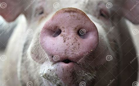 Pig Snout Stock Image Image Of Face Snout Domestic 28941319