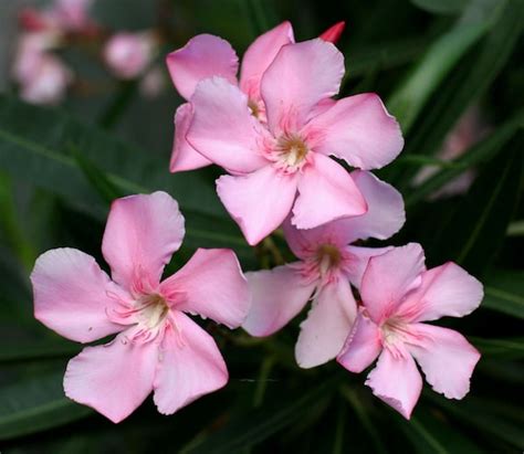 Free Us Shipping Light Pink Oleander Nerium Oleander Organic 20 Seeds