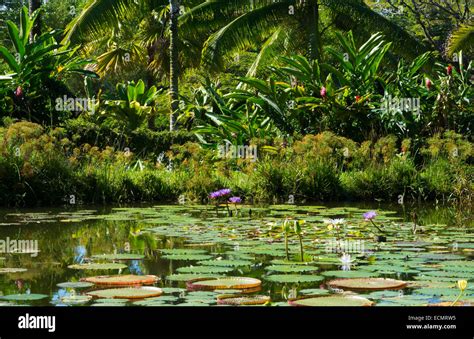 Hilo Hawaii Big Island Panaewa Rain Forest Zoo And Gardens Water