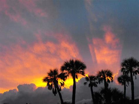 Sunset Palm Trees Clearwater Beach Sunset Palm Trees
