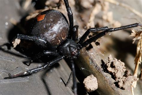 Redback Spider The Life Of Animals