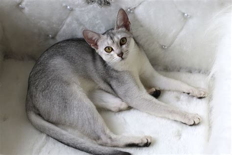Image Result For Silver Abyssinian Cat Абиссинская кошка Кошки Серебро