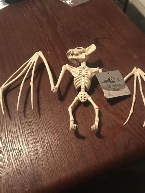 I Got A Plastic Bat Skeleton I Collect Bats And Taxidermy Rsecretsanta