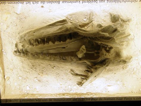 Show off your own collection of fossils. Maastricht Natural History Museum - A Trip to the Museum - The Fossil Forum