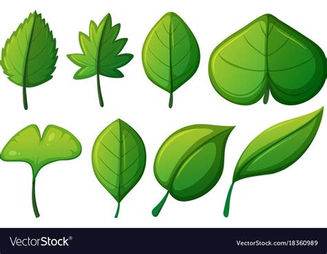 Different Shapes Of Green Leaves Vector Image On Vectorstock