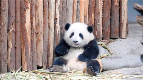大熊猫和花花花直播吃竹笋熊猫227 腾讯视频