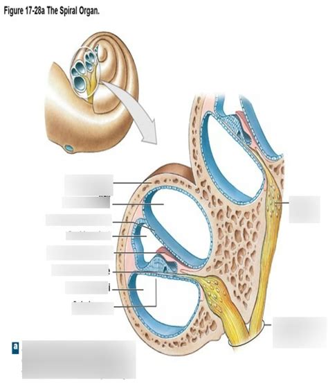 Cochlea Anatomy Diagram Quizlet