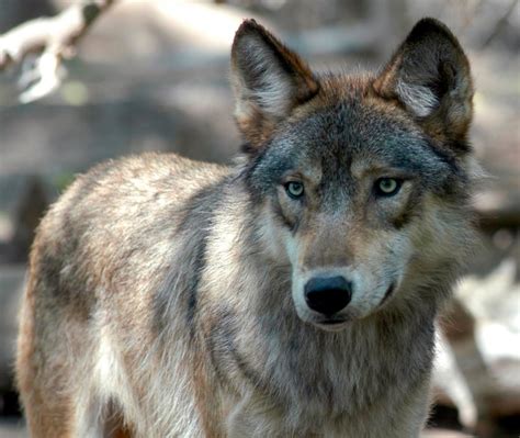 Ninth Circuit Revives Suit To Save Idaho Gray Wolves Courthouse News
