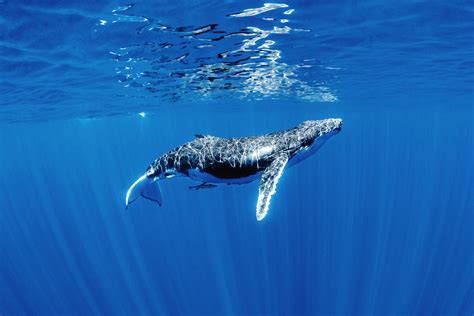 Free Photo Humpback Whale Animal Surface Newfoundlandandl Free