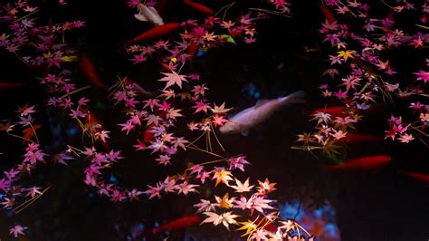 Bing Image Red Leaf Hunting In Japan Bing Wallpaper Gallery