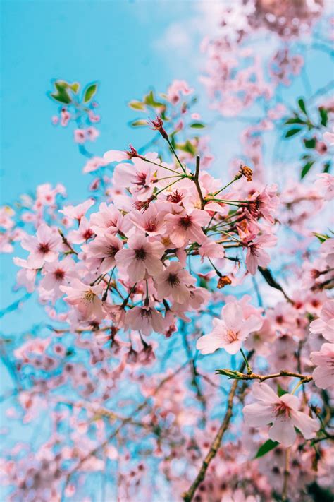 Cherry Blossom Wallpapers Free Hd Download 500 Hq