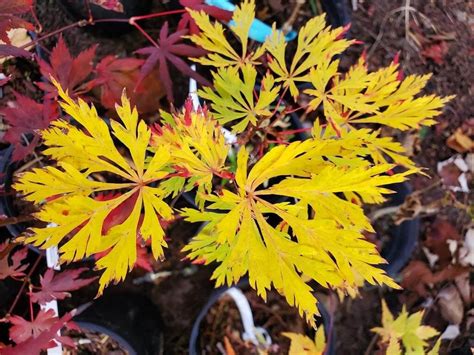Green Cascade Japanese Maple For Sale At Maples N More Nursery