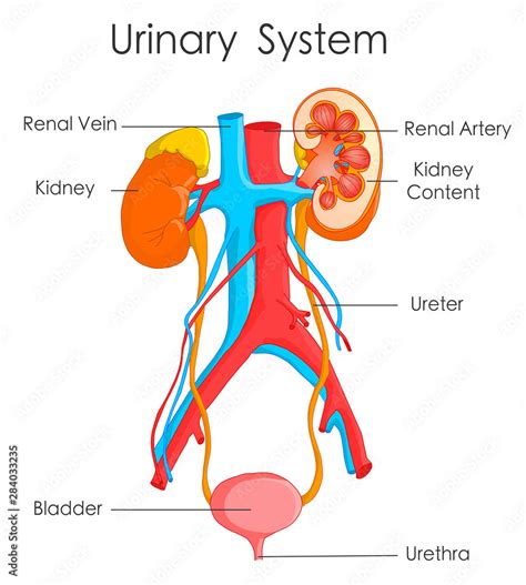 Urinary System Posters My Xxx Hot Girl