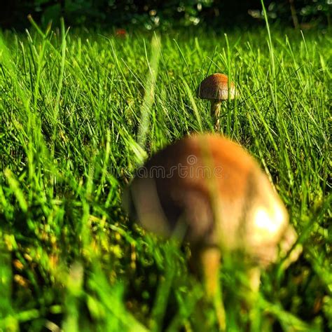 Morning Mushrooms In The Grass Stock Image Image Of Head Morning