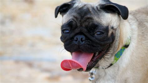 Wallpaper Pug Muzzle Dog Protruding Tongue Hd Picture Image