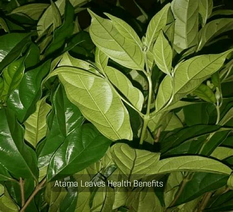 Atama Leaves Editan Leaves Health Benefits Editan Leaf And Fertility