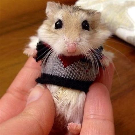 How To Make Clothes For Hamsters