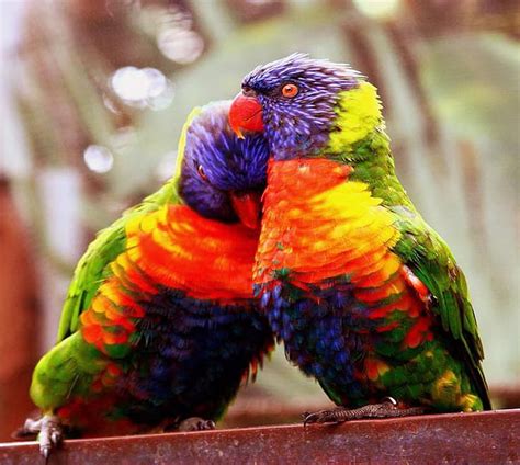 Love Birds Couple Cute Feelings Hd Wallpaper Peakpx