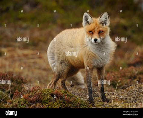 Red Fox Standing In Tundra Vegetation Stock Photo Alamy