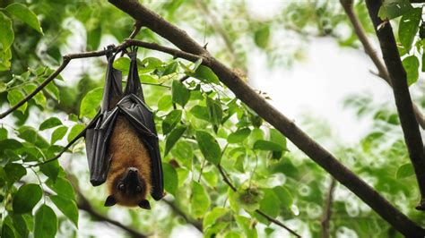 Top 20 Bat Facts Types Diet Habitat And More