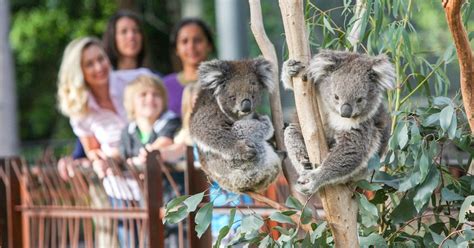 Melbourne Zoo 1 Tages Eintrittskarte Getyourguide