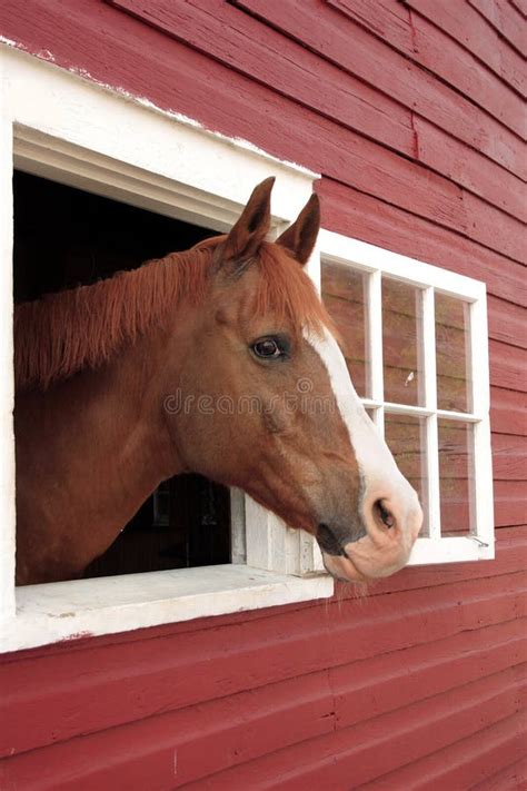 Horse Head Sticking Out Of Barn Stock Image Image Of Window Built