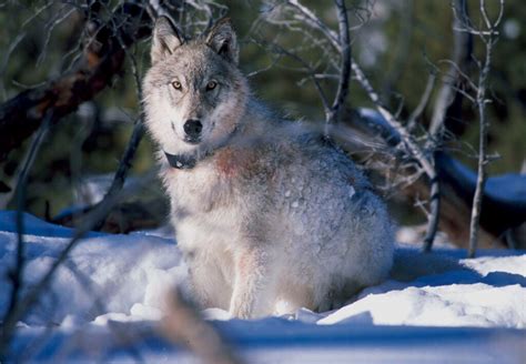 Has The Reintroduction Of Wolves Really Saved Yellowstone