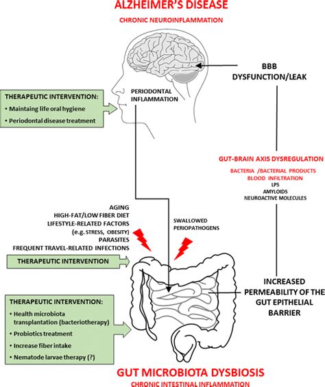 The Gut Microbiome Alterations And Inflammation Driven Pathogenesis Of