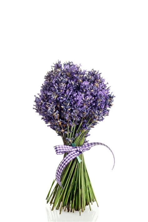 Bouquet Of Lavender Flowers Cut Stock Photo Image Of Ornamental