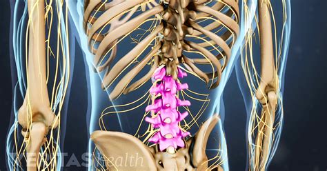 The hurt can stem from sore muscles, ligaments, and tendons, or from herniated disks, fractures, and other problems in your upper, middle, and lower back. Lumbar Spine Anatomy and Pain
