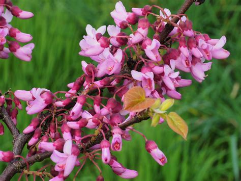 The foliage emerges burgundy red, followed by bright yellow and green as it ages and color persists throughout the season often with a blend of four or five colors. 27th April | The Garden Diary