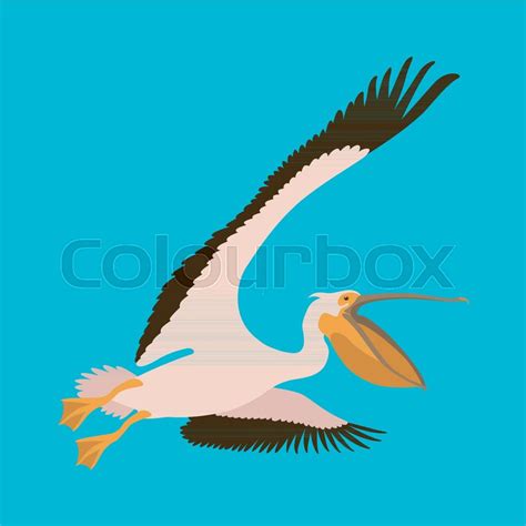 Roseate Pelican Vector Illustration Stock Vector Colourbox
