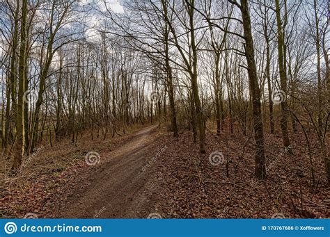 Path Through A Sunny Bare Winter Forest In Flanders Stock Photo Image