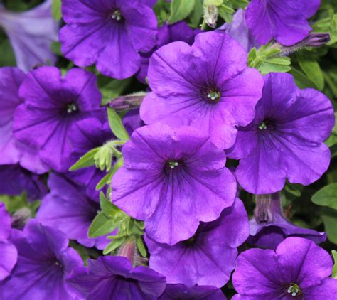 Beautiful Purple Flowers In The Summer Free Image Download