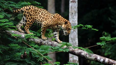 Jaguar Habitat In Rainforest