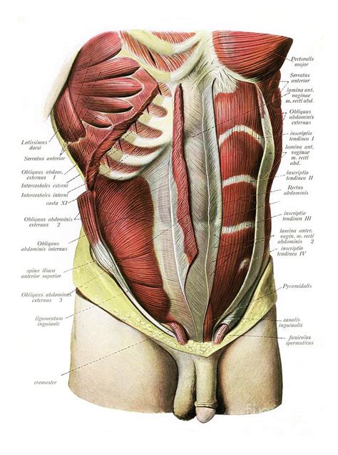 These muscles resemble sheets of muscle tissue, flat and in some cases even straight during contraction. Abdominal Muscles Photograph by Microscape/science Photo ...