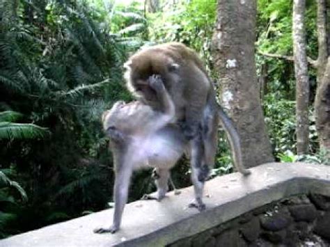 Monkey Porn YouTube
