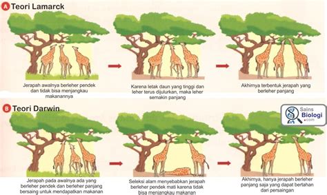 Perbandingan Teori Evolusi Darwin Dan Lamarck Seleksi Alam Evolusi