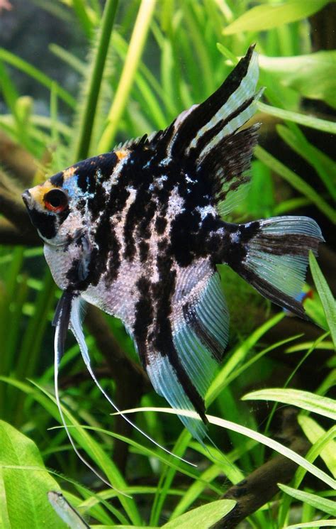 Top 10 Most Beautiful Freshwater Fish In The World 2 Angel Fish