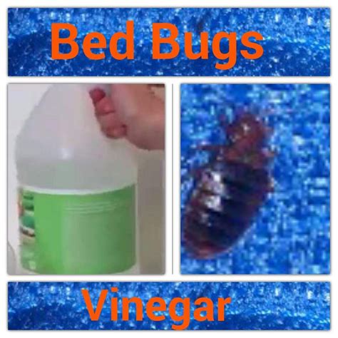 Bed Bug Homemade Solution Health Info Bed Bugs