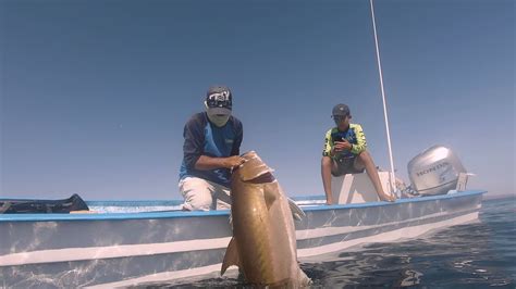 Baja Spearfishing Sea Of Cortez Amberjack Grouper Trip Youtube