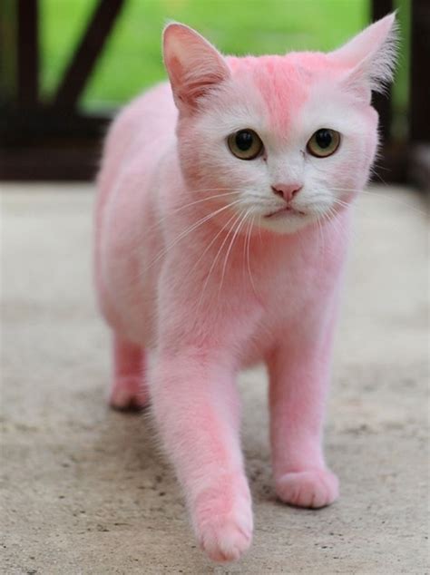 17 Best Images About Painted Cats On Pinterest Cats Europe And Kittens
