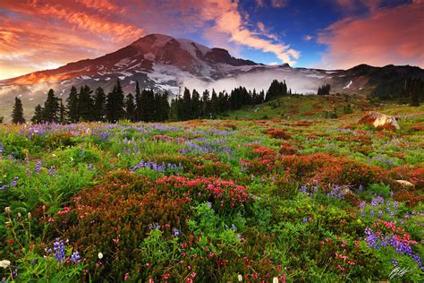 Wildflowers And Mt Rainier Wa August 12 14 2024 Randall J Hodges