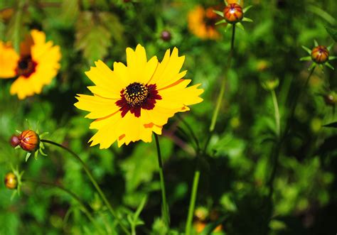 Yellow Wildflowers Yellow Wildflowers Wild Flowers Plants