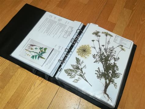 Selbstbau Ordner Fürs Herbarium Babsinline Barbara Pauzenberger