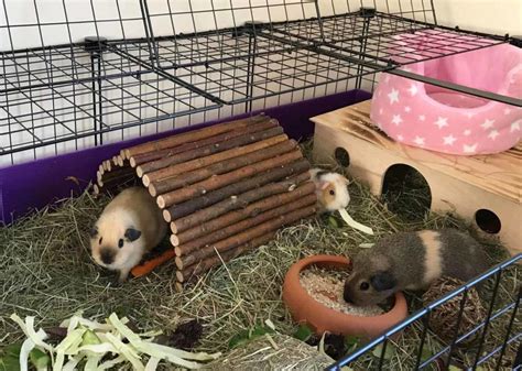 Guideline On Features For Guinea Pig Cages Pets Nurturing