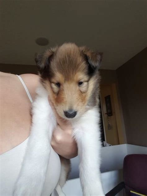Collie Puppy Dog For Sale In Montoursville Pennsylvania