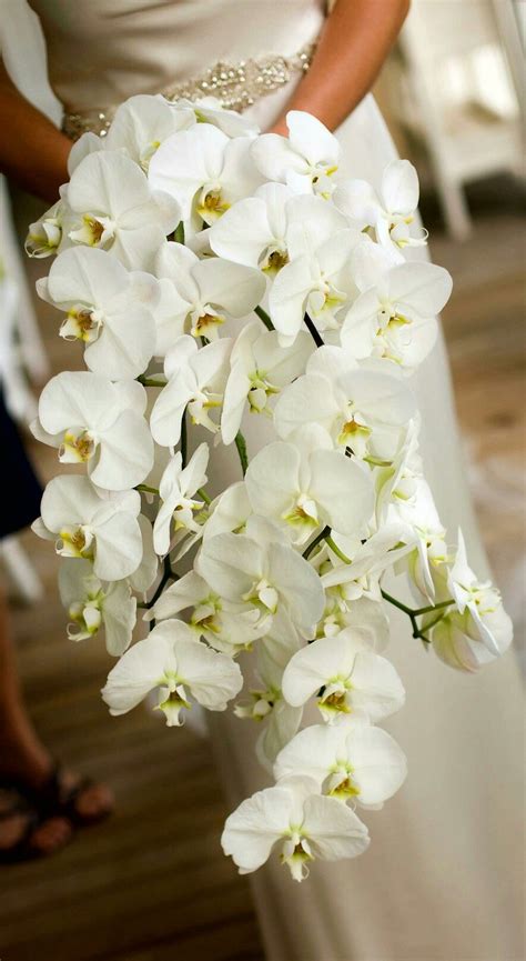 Bride S Glamorous Cascading Bouquet Of White Phalaenopsis Orchids ~~ Phalaenopsis Orchid