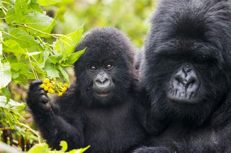 Gorillas In Rwanda Africa Archives Uganda Safaris And Tours Uganda